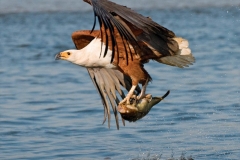 African Fish Eagle 01 by Daniel Dolpire-2-12