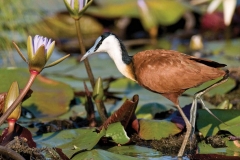 African Jacana 01 by Daniel Dolpire-2-13