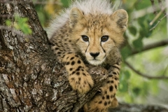 Cheetah Cub 01 by Daniel Dolpire-2-15