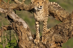 Cheetah zuka dec 2011-2-56