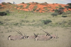 Gemsbok in the long grass in the Kgalagadi-2-45