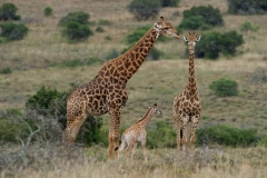 Giraffe 1-2-42