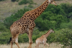 Giraffe 2-2-41