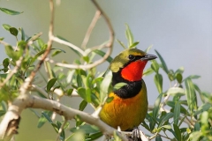 Gorgeous bush shrike-2-37