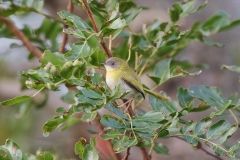 Green-backed Cameroptera