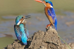 Malachite Kingfishers 1-2-52