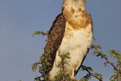 Sub-adult Black-Chested Snake-Eagle-2-46
