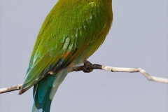 Swallow-tailed Bee-Eater-2-47
