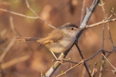 Tawny-flanked Prinia-2-39