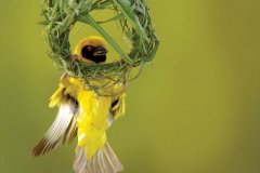 Village Weaver 01 by Daniel Dolpire-2-14