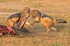 black-backed jackals fighting! - Version 2-2-32