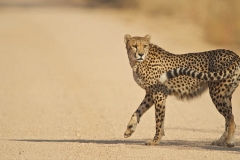 cheetah 2 2-2-53