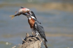 giant kingfisher-2-54