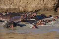 hippo 2 1-2-50