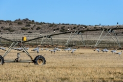 Karkloof. Kwazulu Natal. South Africa