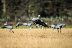 Karkloof. Kwazulu Natal. South Africa