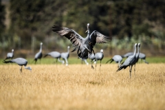 Karkloof. Kwazulu Natal. South Africa
