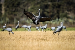 Karkloof. Kwazulu Natal. South Africa