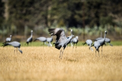 Karkloof. Kwazulu Natal. South Africa