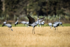 Karkloof. Kwazulu Natal. South Africa