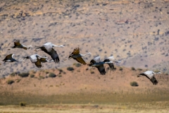 Karkloof. Kwazulu Natal. South Africa