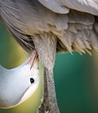 UPSIDE-DOWN CRANE
