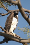 Martial Eagle