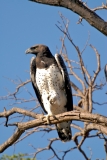 Martial Eagle