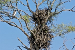 Martial Eagle at nest