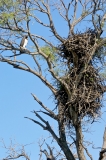 Martial Eagle at nest