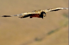 Bearded Vulture