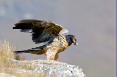 Bearded Vulture