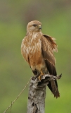 Steppe Buzzard