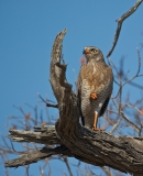 sub adult Dark Chanting Goshawk