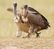 white-backed vultures