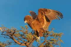 Kgalagadi 1_edit