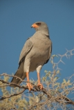 Kgalagadi 2 (1)-2-28