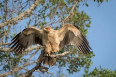 Pale form Tawny Eagle-3-47