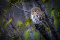Pearl-Spotted Owlet-2-50
