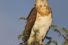 Sub-adult Black-Chested Snake-Eagle-2-37