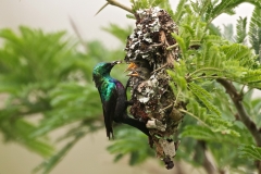Sunbirds  4
