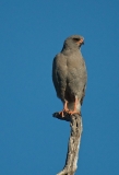 dark chanting goshawk-2-36