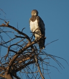 martial eagle 1-2-35