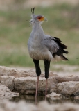secretary bird-2-29