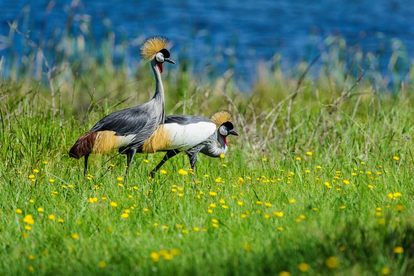 Grey Crowned Cranes Daniel Dolpire Wildlife Photography