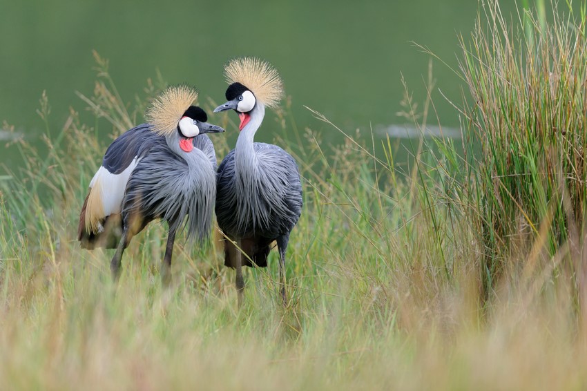 Grey Crowned Cranes Daniel Dolpire Wildlife Photography