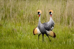 Hlatikulu. KwaZulu Natal. South Africa.