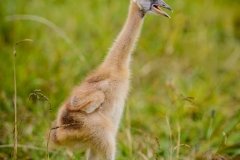 Hlatikulu. KwaZulu Natal. South Africa.