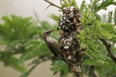 purple-banded-sunbirds-03a