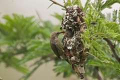 purple-banded-sunbirds-04a